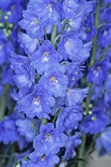 Stampe botaniche: Fiore di delphinio.