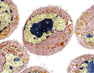 Immune System Cells Stampe: Dendritic cell, TEM