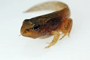 Tadpole Development Stampe: Developing tadpole