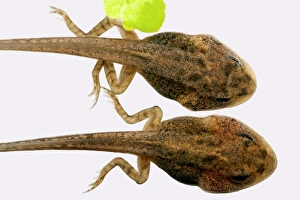 Tadpole Development Stampe: Developing tadpoles