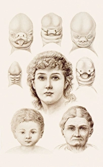 Ernst Haeckel Artwork Stampe: Development of the human face, 1891
