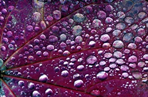 Plant Cell Structure Stampe: Dew drops on a leaf