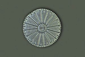 Diatoma, microscopia a luce