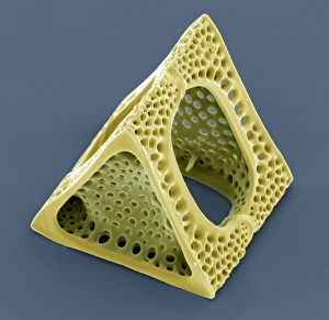 Stampe di Il Diatomo è una microfotografia elettronegativa colorata del SEM Triceratium sp. diatomite. Le diatomiti sono alghe fotosintetiche unicellulari, della quale ci sono circa 100000 specie Immagini datate 2008 aprile: Diato e Semologia Microscopica
