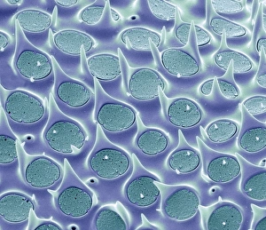 Stampe di La conchiglia del diatomo. Micrografia elettronica a scansione colorata (SEM) della conchiglia di una Biddulphia sp. diatomite Immagini datate 24 febbraio 2011: Conchiglia di diamo, SEM