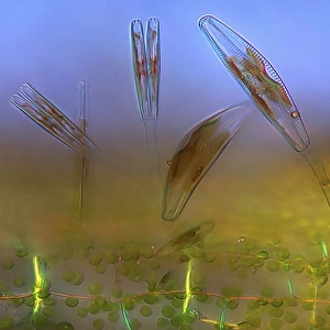 Cianoflagellati, ottica a luce debole