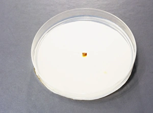 Petri Dish Experiment Stampe: Diffusion in agar