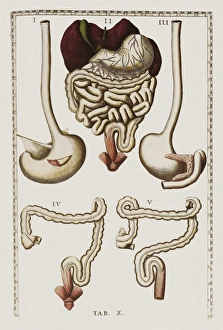 Stampe di Il sistema digestivo. Artwork from Bartolomeo Eustachis Tabulae anatomicae, pubblicato nel 1714 Immagini datate 2007 gennaio: Sistema digestivo