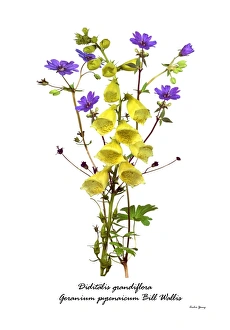 Digitalis Grandiflora Stampe: Digitalis and Geranium
