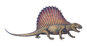 Prehistoric Predator Stampe: Dimetrodon, computer artwork