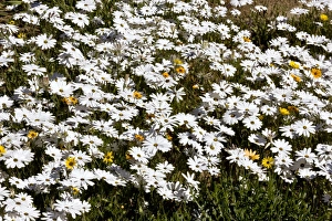 African Botanicals Stampe: Dimorphotheca nudicaulis