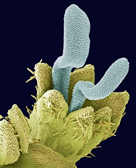Scanning Electron Micrograph Of Flowers Stampe: Disc floret, SEM