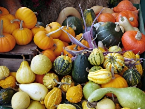 Squash Varieties Stampe: Display of squashes and pumpkins