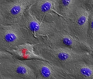 DNA Replication Process Stampe: Dividing cell