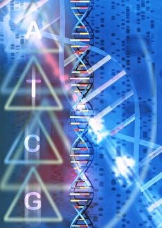 DNA Structure Stampe: DNA