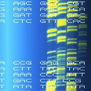 DNA Autoradiogram Stampe: DNA autoradiogram and codons