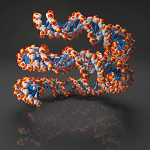 DNA Double Helix Stampe: DNA loop, artwork