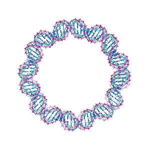 DNA Molecular Structure Stampe: DNA loop, molecular model