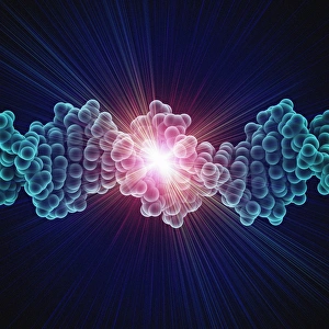 IL DNA Stampe: Molecola di DNA