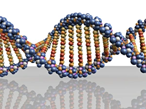 DNA Double Helix Stampe: DNA molecule, computer artwork