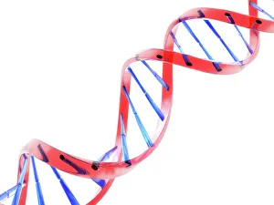 IL DNA Stampe: Molecola di DNA, modella informatica