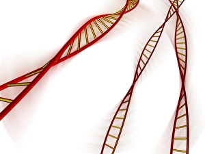 Computer Artwork Of DNA Stampe: DNA molecules, computer artwork