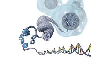 Deoxyribonucleic Acid Stampe: DNA packaging, artwork