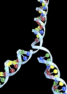 Genetic Information Encoding Stampe: DNA replication