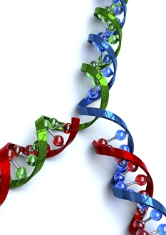 Genetic Information Encoding Stampe: DNA replication, artwork