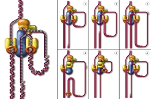 Deoxyribonucleic Acid Structure Stampe: DNA replication fork, artwork