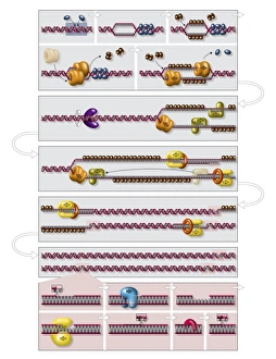 DNA Molecule Structure Stampe: DNA replication process, diagram