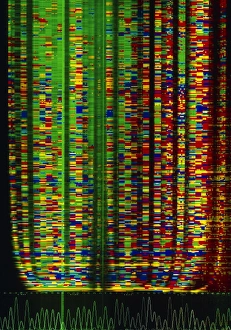 Deoxyribonucleic Acid Stampe: DNA sequence
