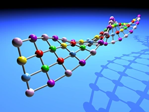 DNA Structure Stampe: DNA structure