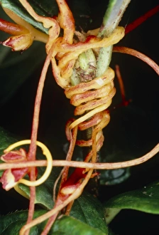 Parasitic Plants Stampe: Dodder twining round host stem