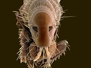 Stampe di Cuccia di cane. Immagine a scanalone elettronegativa colorata (SEM) di una cuccia di cane (Ctenocephalides canis) Immagini datate 2007 maggio: Ciccia di cane, SEM