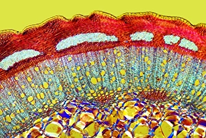 Polarised Light Microscopy Stampe: Dog rose stem, light micrograph