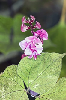 Vibrant Purple Blooms Stampe: Dolichos lablab Ruby Moon