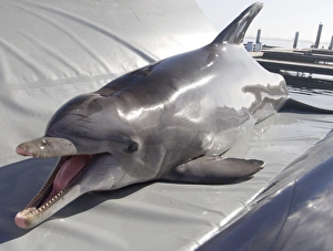 Bottlenose Dolphin Behavior Stampe: Dolphin training