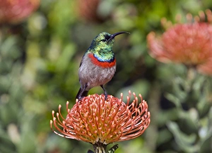 Protea Flower Stampe: Double-collared sunbird