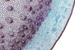 Stampe di Il fusto di Dracaena draco. Microfotografia della sezione del fusto di un giovane albero dragone (Dracaena draco) Immagini datate 2011 dicembre: Il fusto di Dracaena draco, micrografia alla luce