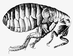 Stampe di Raffigurazione di un insetto del gatto fatto da Robert Hooke e pubblicata nella Micrographia nel 1665 Immagini datate 2002 luglio: Rappresentazione di una falena