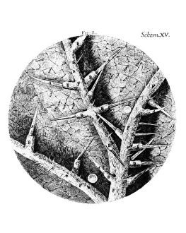 Historical Science Images Stampe: Drawing of nettle from Hookes Micrographia