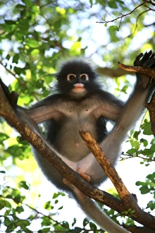 Thai Wildlife Photography Stampe: Dusky leaf-monkey