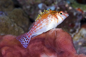 Coral Reef Fauna Stampe: Dwarf hawkfish