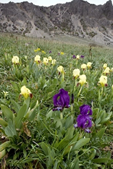 Dwarf Iris Stampe: Dwarf iris (Iris pseudopumila)
