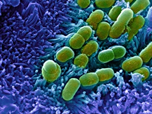 Bacilli E.coli