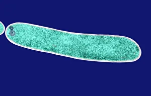 E Coli Bacteria Stampe: E. coli bacterium, TEM