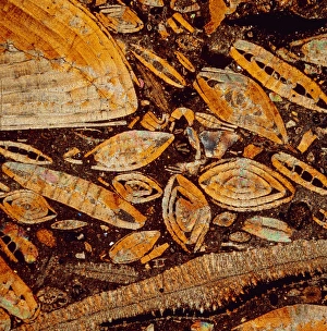 Ancient Marine Life Stampe: e4150180