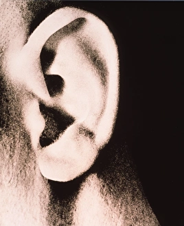 Human Ear Anatomy Stampe: Ear