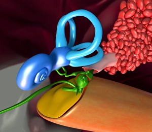 Inner Ear Structure Stampe: Ear, artwork